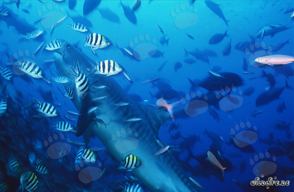 Imposanter Tigerhai umgeben von Rifffischen in Beqa Lagoon, Fiji