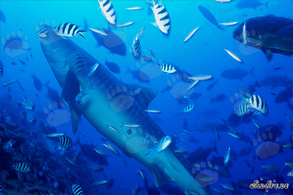 Requin tigre majestueux nage à la surface de l'eau