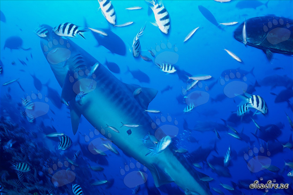 Tiburón tigre majestuoso nada a la superficie del agua