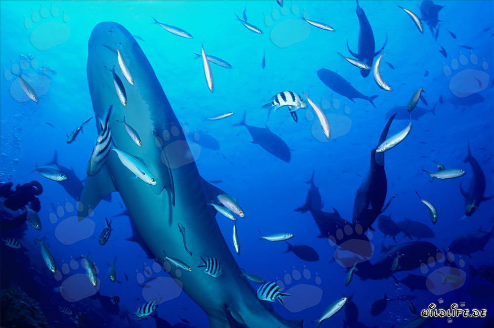 Requin tigre majestueux devant un décor de récif à couper le souffle