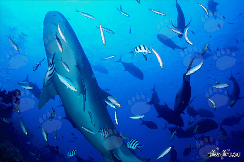 Majestic Tiger Shark in front of a Breathtaking Reef Landscape