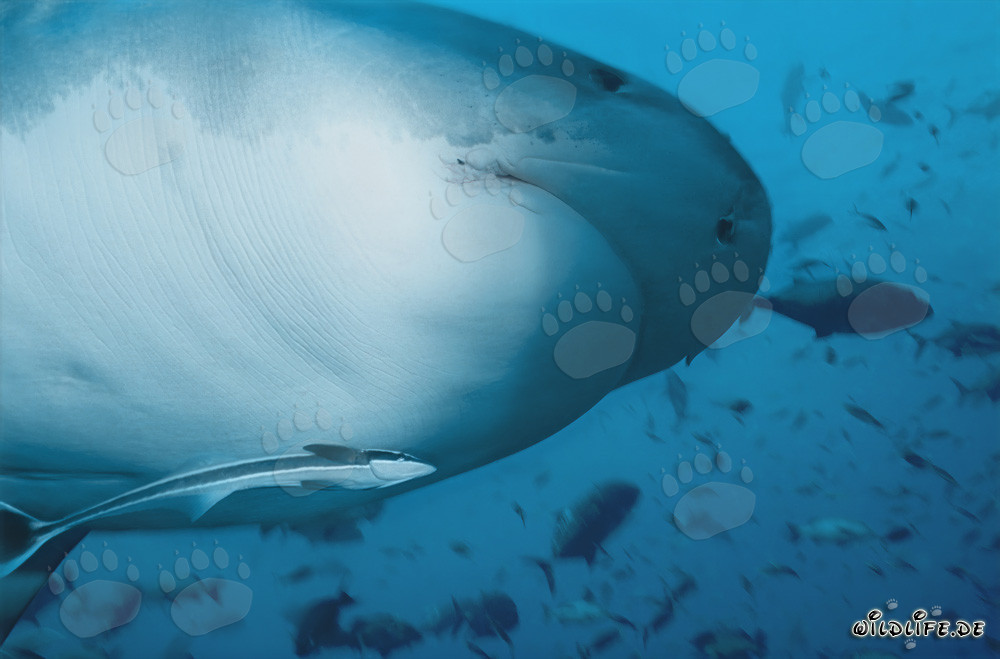 Tiger Shark - Majestic Sea Creature in Tropical Waters