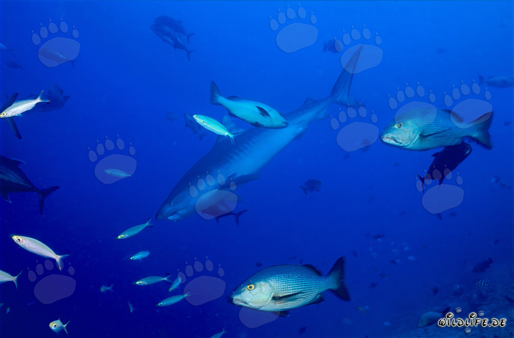 Jeune mâle requin-tigre explorant le récif corallien au large des côtes des Fidji