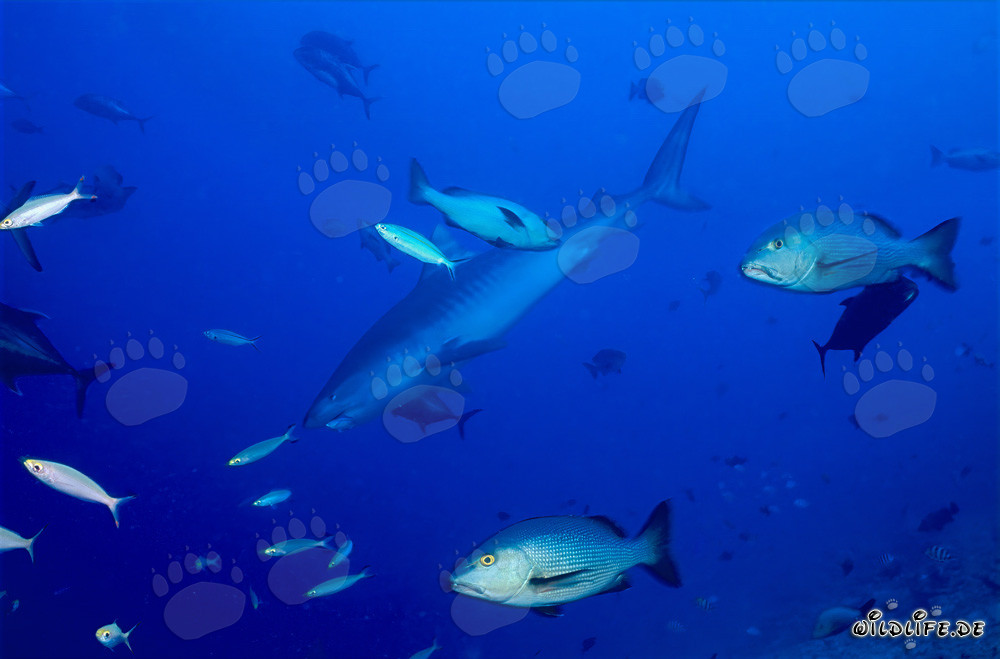 Young male Tiger shark exploring the coral reef off the coast of Fiji
