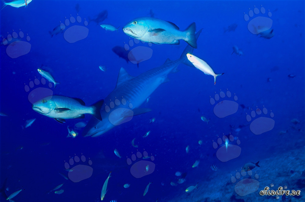 Encounter with a Young Tiger Shark at the Reef Drop-off in Beqa Lagoon, Fiji