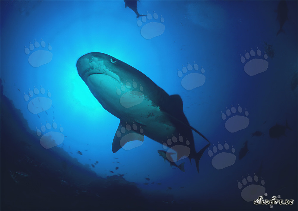 Requin tigre dans le majestueux monde sous-marin