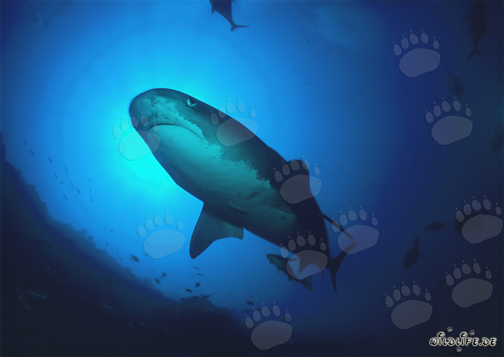 Tiger shark in the majestic underwater world