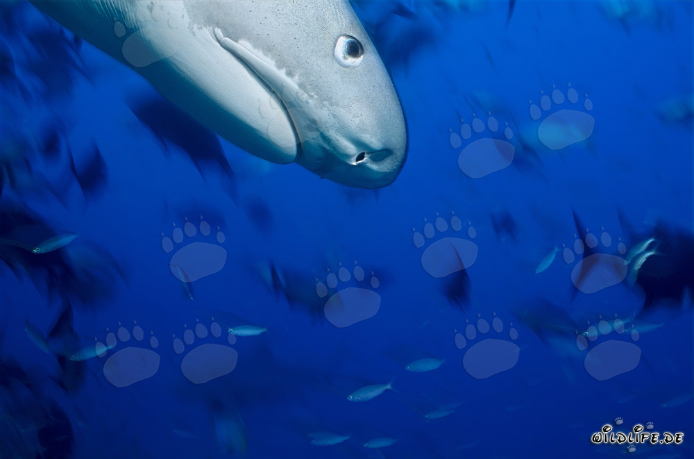 Portrait impressionnant en profil latéral d'un requin-tigre (Galeocerdo cuvier)