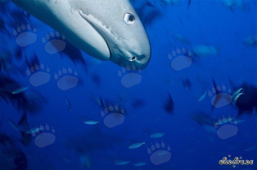 Impressive Profile Portrait of a Tiger Shark (Galeocerdo cuvier)