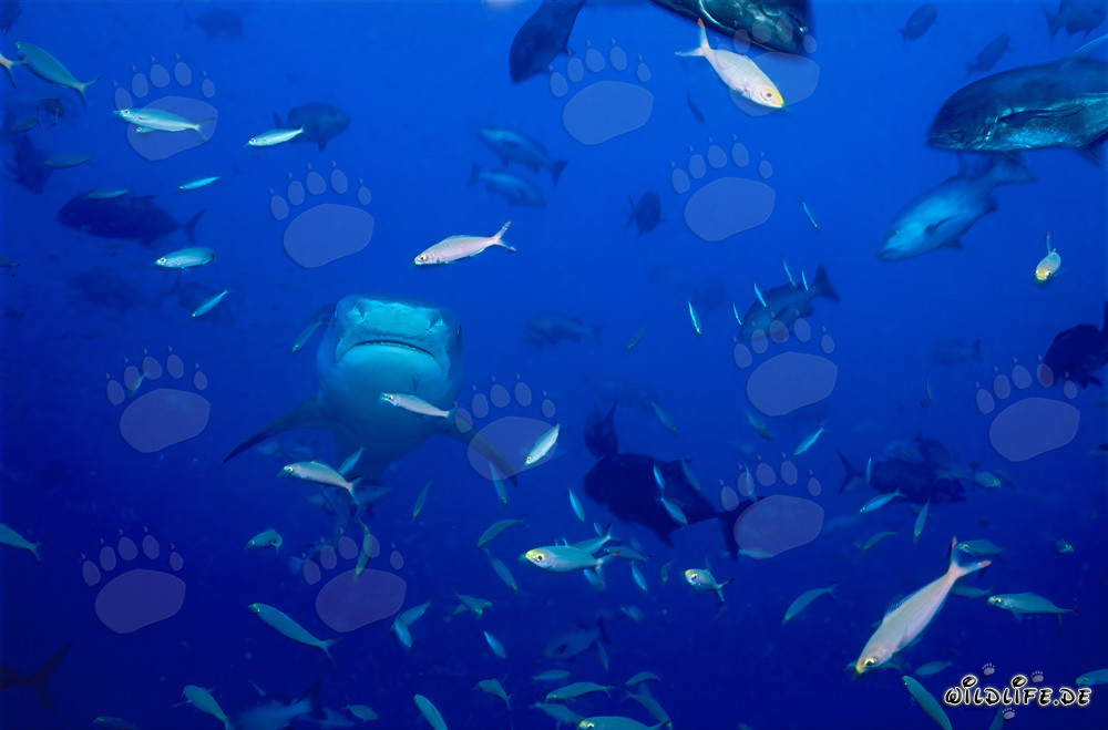 Requin-tigre fascinant (Galeocerdo cuvier) dans l'océan ouvert