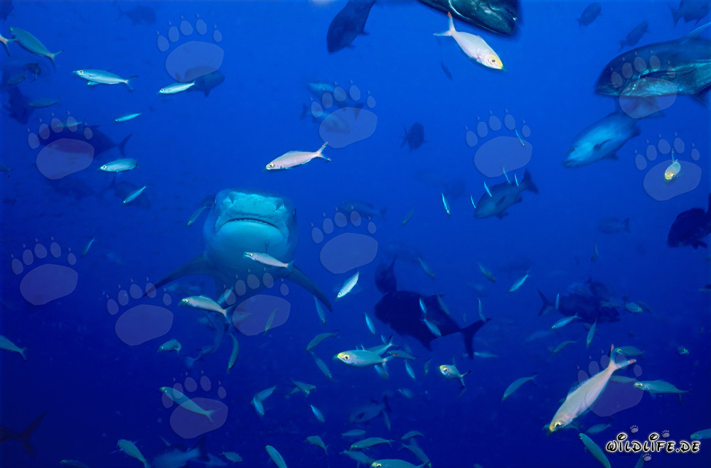 Affascinante squalo tigre (Galeocerdo cuvier) nell'oceano aperto