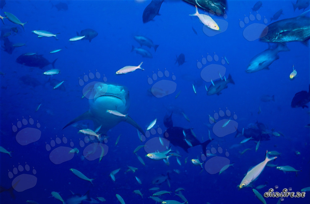 Fascinating Tiger Shark (Galeocerdo cuvier) in the Open Ocean
