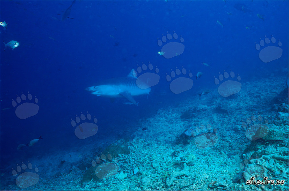 Requin-tigre au pied du récif