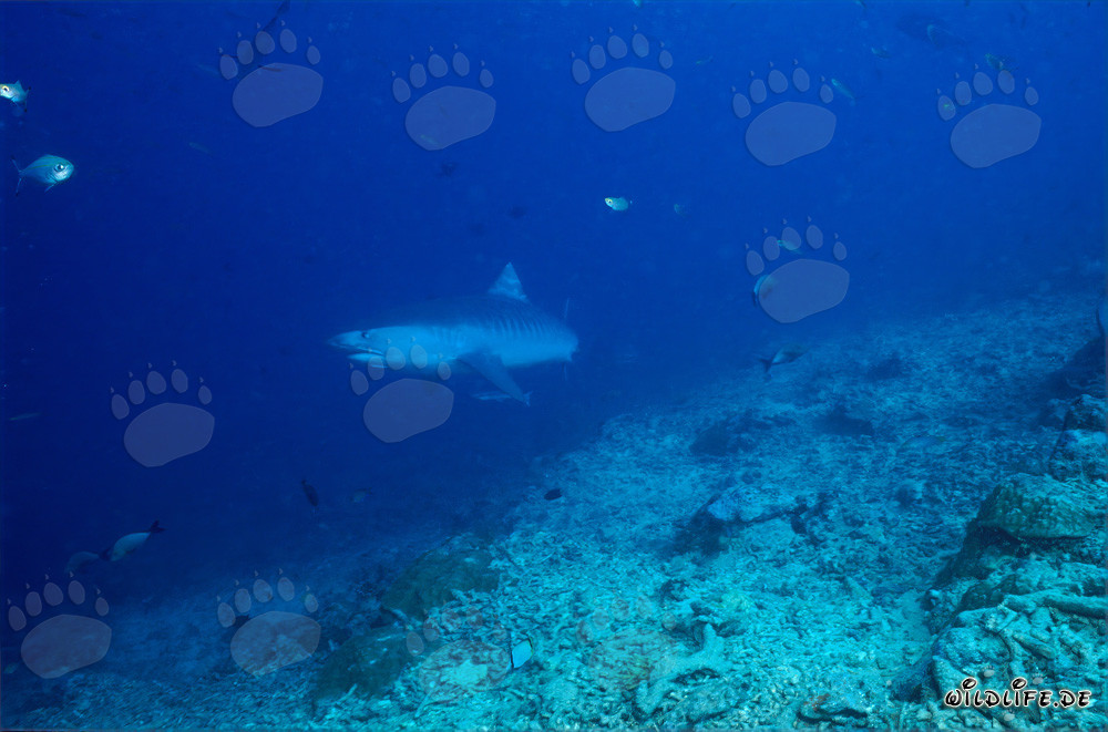 Squalo tigre ai piedi della barriera corallina