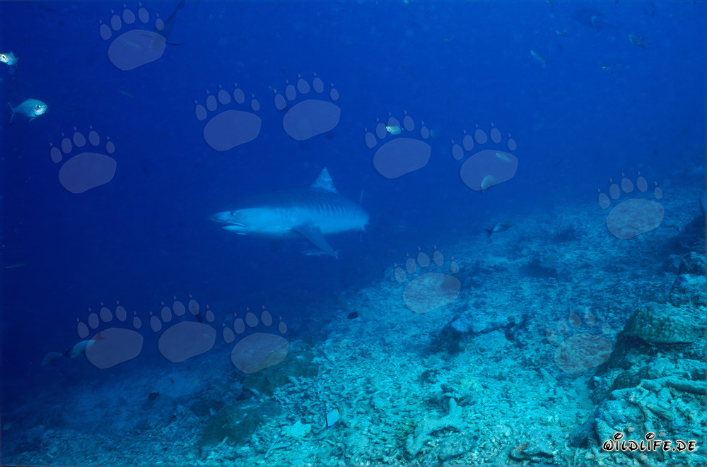 Tiburón tigre en el pie del arrecife