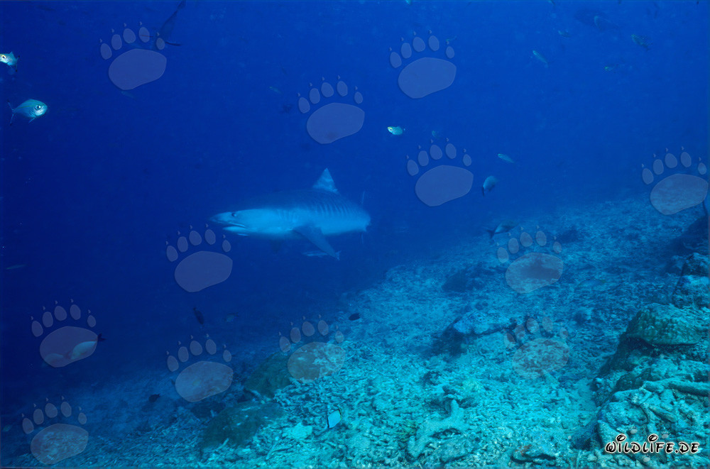 Tiger Shark at the Base of the Reef