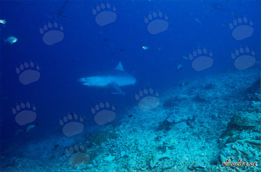 Tigerhai am Fuße des Riffs