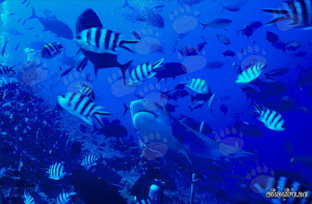 Requin-tigre majestueux avec motif de rayures impressionnant
