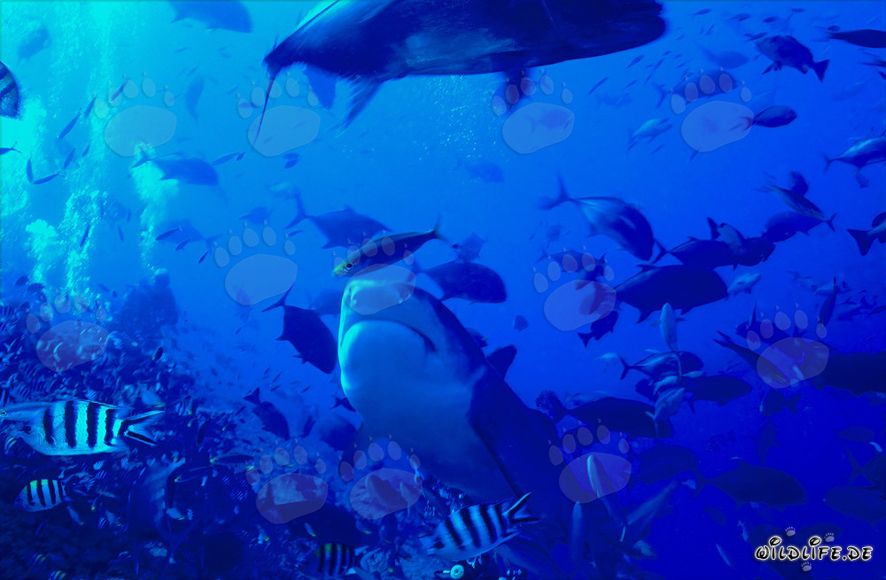 Requin tigre majestueux dans les eaux claires du récif