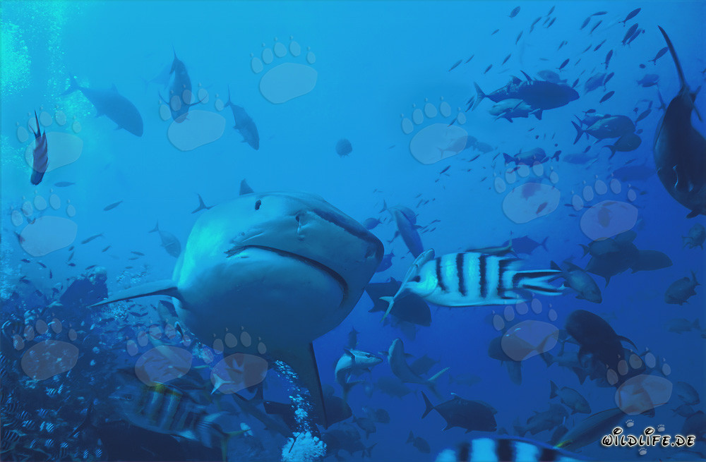 Photo impressionnant d'un requin-tigre (Galeocerdo cuvier) sous flash subaquatique