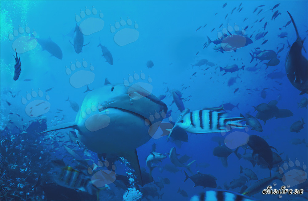 Impressive photo of a tiger shark (Galeocerdo cuvier) in underwater flash
