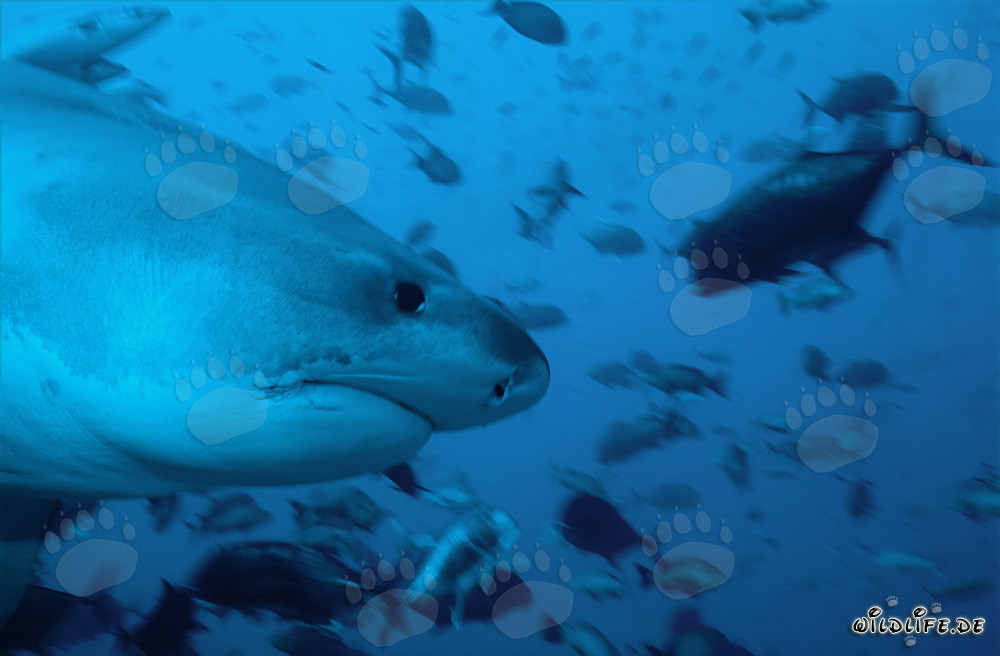 Portrait imposant d'un requin-tigre vu de profil