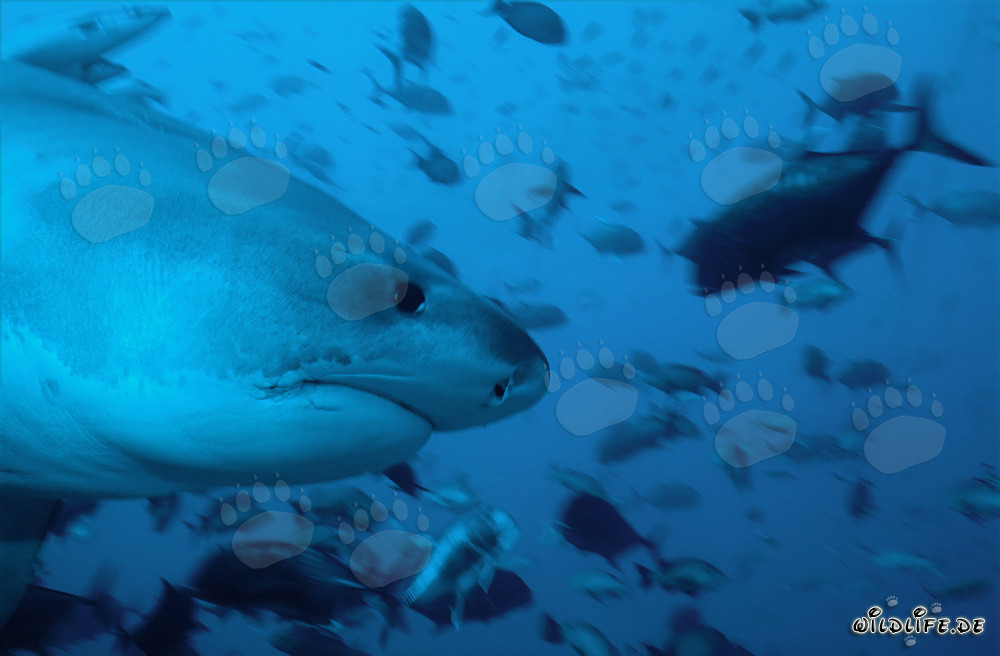 Impressive portrait of a tiger shark from the side