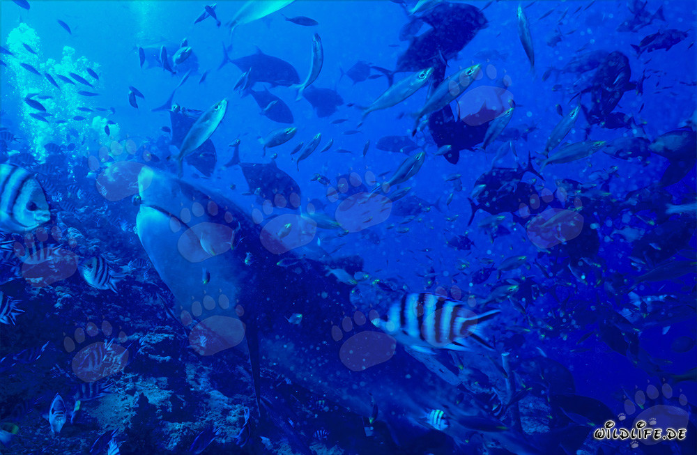 Grand requin tigre chassant sa proie