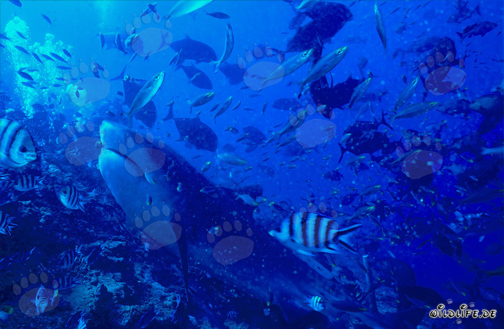 Impressive tiger shark hunting for prey