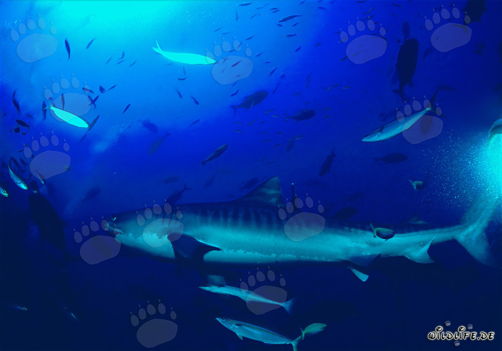 Requin tigre majestueux (Galeocerdo cuvier) nage élégamment le long du récif corallien