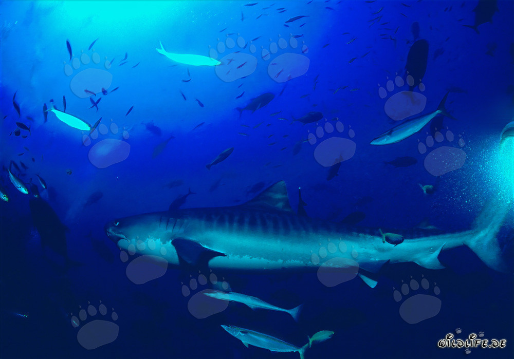 Tiburón tigre majestuoso (Galeocerdo cuvier) nada elegantemente a lo largo del arrecife de coral