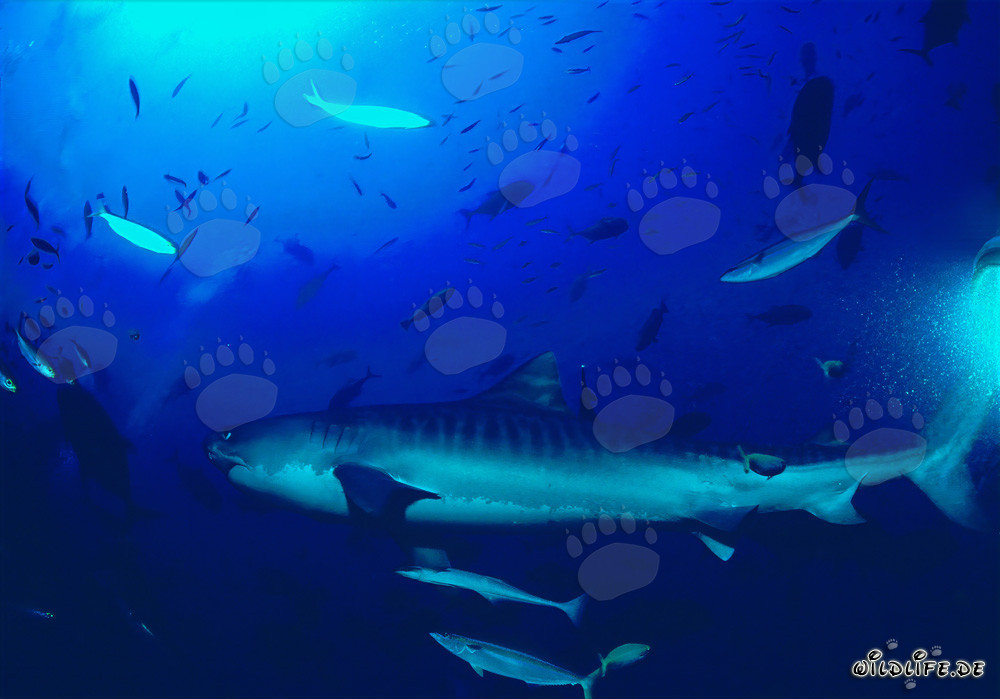 Majestic Tiger Shark (Galeocerdo cuvier) elegantly glides along the coral reef