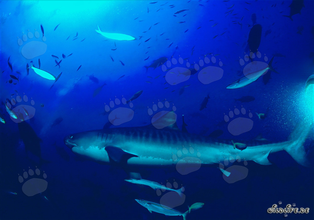 Majestätischer Tigerhai (Galeocerdo cuvier) schwimmt elegant entlang des Korallenriffs