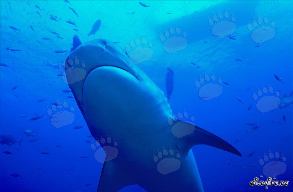 Impressionnant requin tigre avec un motif de rayures distinctif - Galeocerdo cuvier