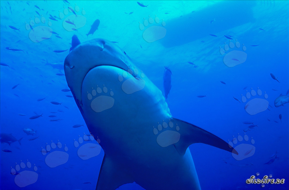 Impressive Tiger Shark with Distinctive Striped Pattern - Galeocerdo cuvier