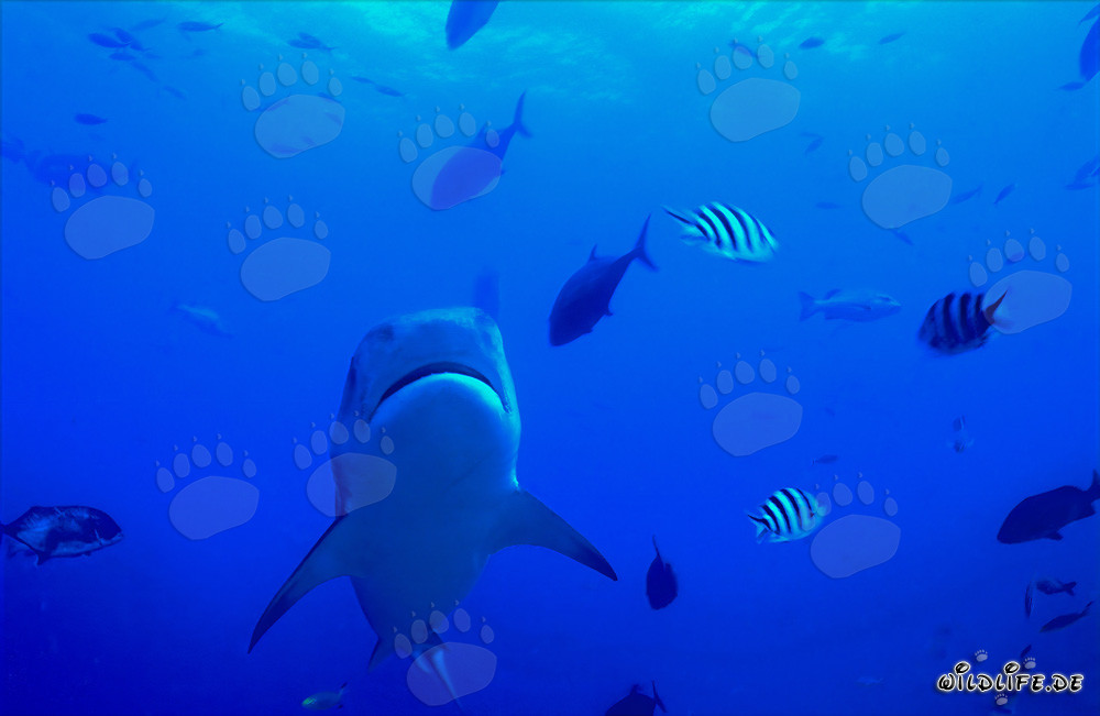 Requin-tigre fascinant vu du ciel