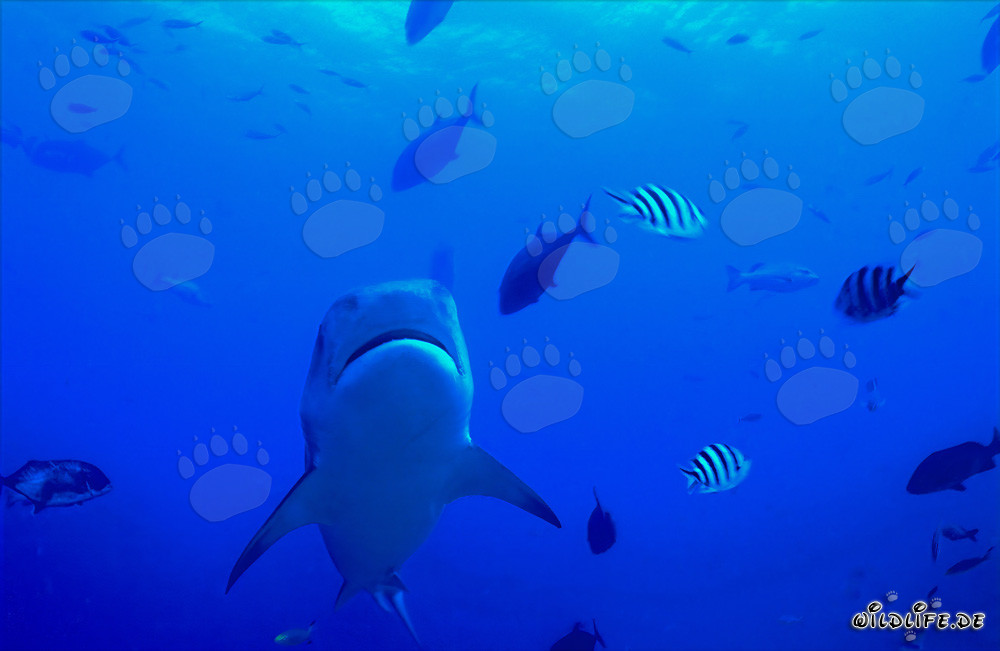 Fascinating Tiger Shark from Above