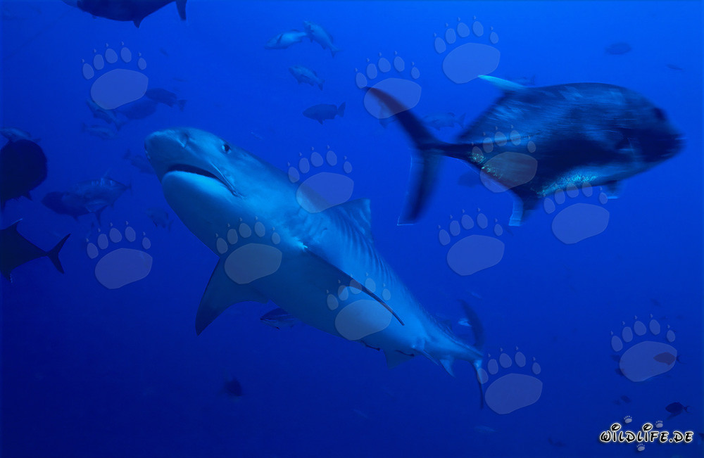 Requin-tigre et maquereau à tête épaisse dans les eaux de Fidji