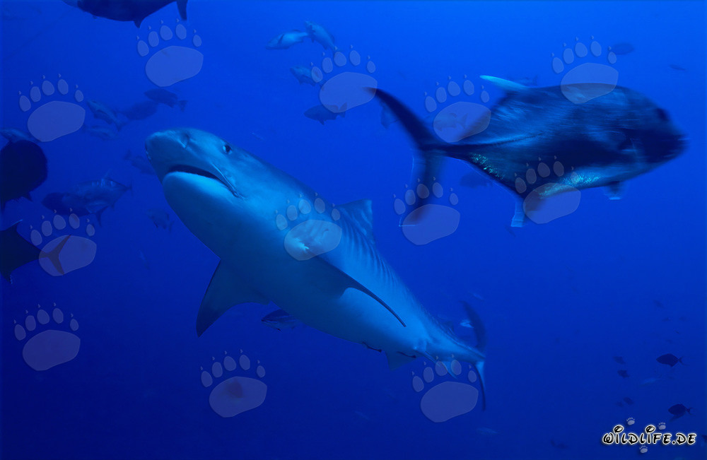 Tiger shark and Bigeye Trevally in the waters of Fiji