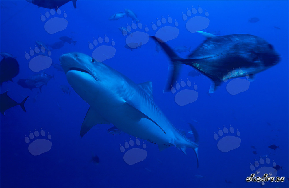 Tigerhai und Dickkopf-Makrele in den Gewässern von Fiji