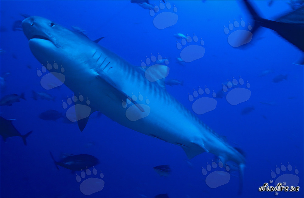 Grand requin tigre dans les eaux tropicales (Galeocerdo cuvier)