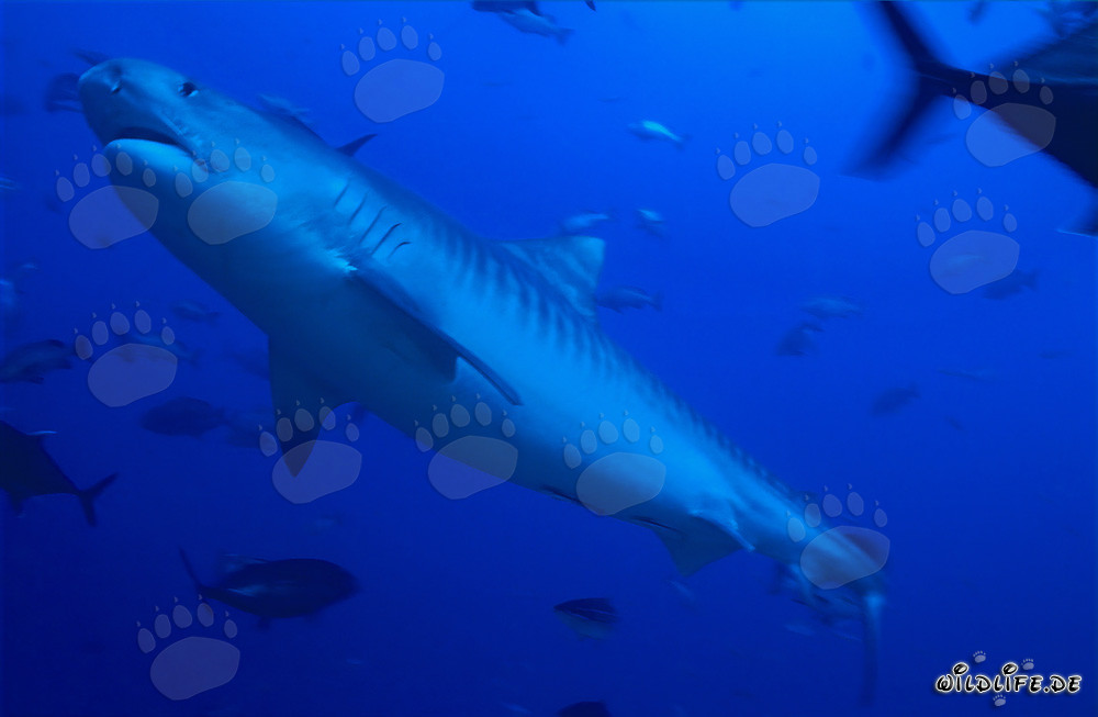 Imponente squalo tigre nelle acque tropicali (Galeocerdo cuvier)