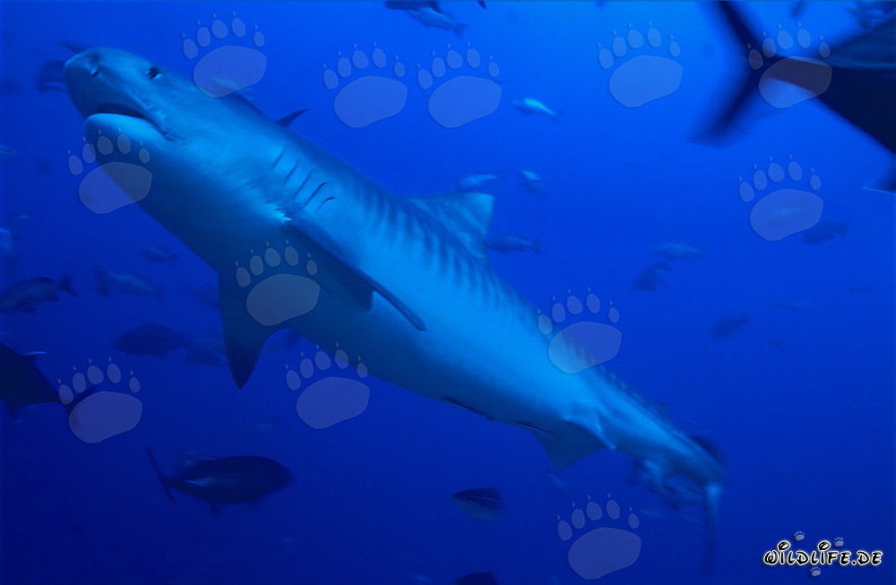 Impresionante tiburón tigre en aguas tropicales (Galeocerdo cuvier)