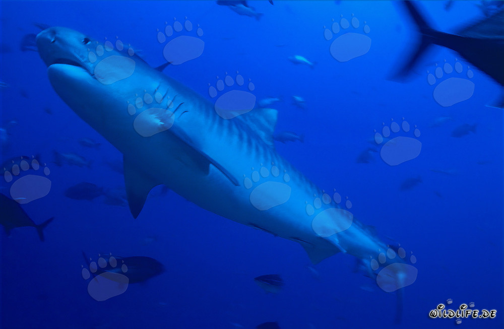 Impressive Tiger Shark in Tropical Waters (Galeocerdo cuvier)