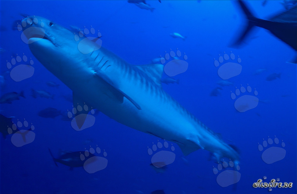 Imposanter Tigerhai in tropischem Gewässer (Galeocerdo cuvier)