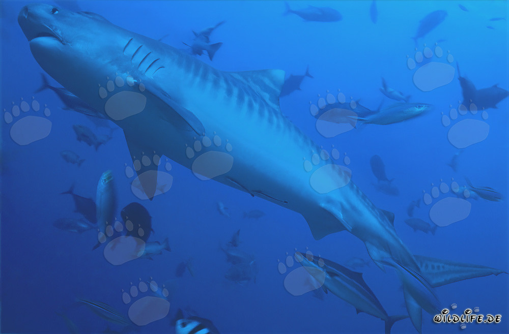 Majestic Tiger Shark (Galeocerdo cuvier)