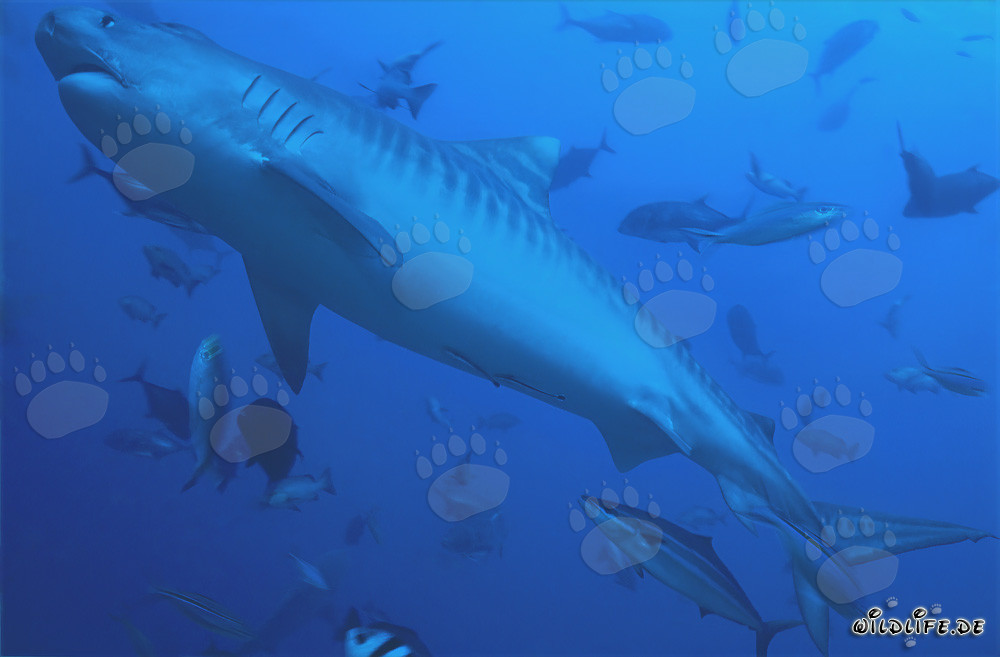 Requin tigre majestueux (Galeocerdo cuvier)