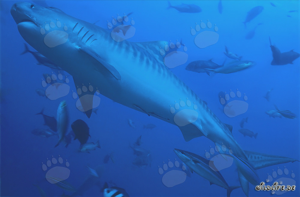 Tiburón tigre majestuoso (Galeocerdo cuvier)