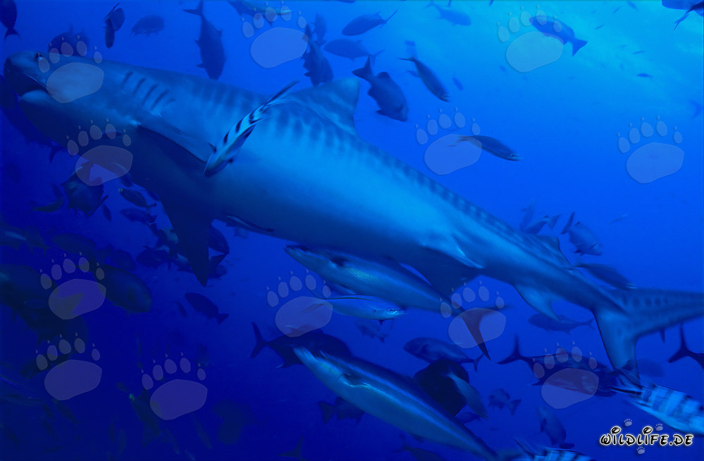 Impressionnant requin-tigre (Galeocerdo cuvier) dans le lagon de Beqa, Fidji