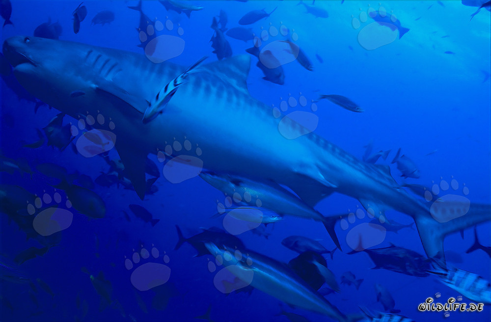 Impressionante squalo tigre (Galeocerdo cuvier) nella laguna di Beqa, Fiji